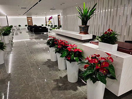 北京辦公室綠植租賃,品種齊全貨鮮質(zhì)優(yōu)基地直供,先服務(wù)后收費(fèi),免費(fèi)上門(mén)設(shè)計(jì)-免費(fèi)上門(mén)維護(hù)-免費(fèi)更換綠植-免費(fèi)贈(zèng)送一個(gè)月!