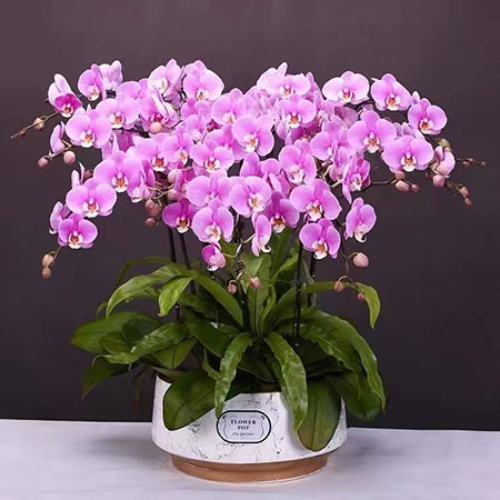 室內(nèi)綠植租賃價(jià)格因品量、公司和定價(jià)而異。以下是一些通用套餐供選擇：450元/月：適合100平米；768元/月：適合500平米；600平米：適合1500平米；1568元/月：適合1000平米
