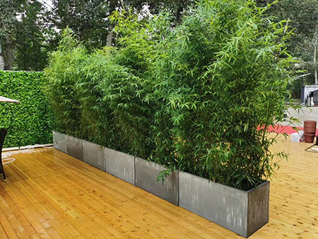 北京綠植墻提供北京綠植租擺、北京花卉租賃、北京花卉租擺
