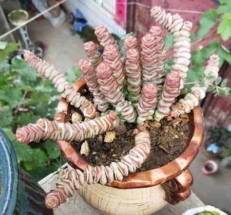 綠植錢串的養(yǎng)殖方法