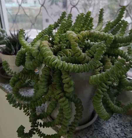 綠植錢串的養(yǎng)殖方法