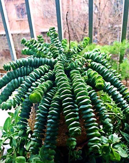 綠植錢串的養(yǎng)殖方法