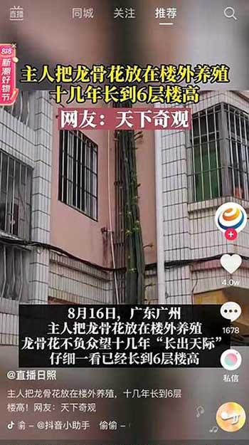 樓上好養(yǎng)活的花
