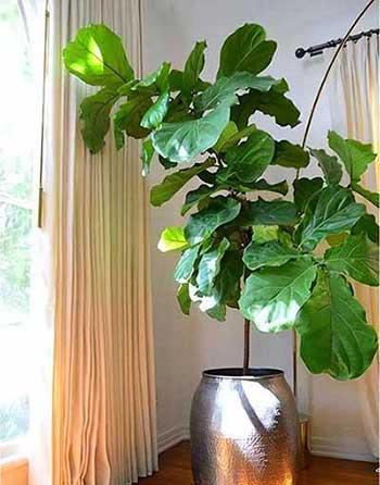 客廳養(yǎng)什么綠植寓意好