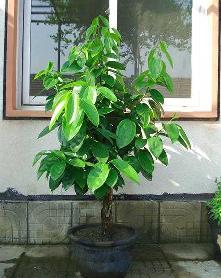 客廳養(yǎng)什么綠植寓意好