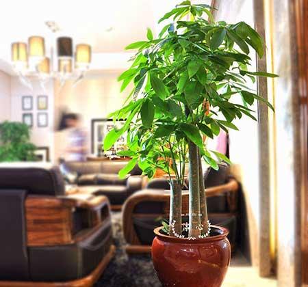 客廳養(yǎng)什么綠植寓意好