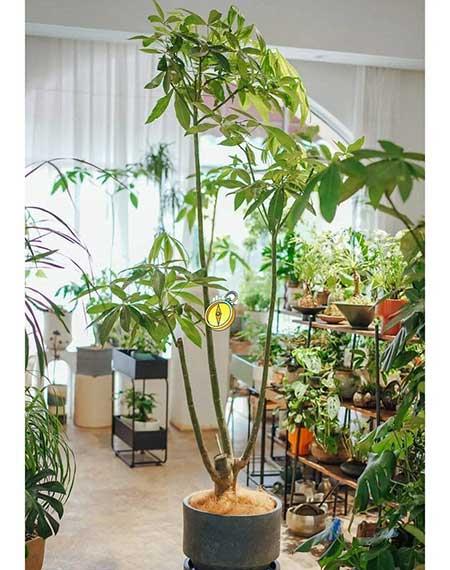 客廳養(yǎng)什么綠植寓意好