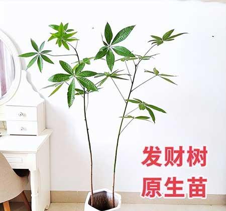 客廳養(yǎng)什么綠植寓意好