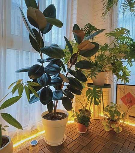 客廳養(yǎng)什么綠植寓意好