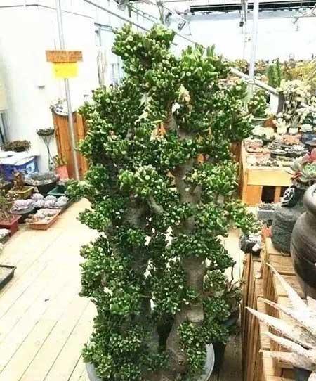 客廳養(yǎng)綠植