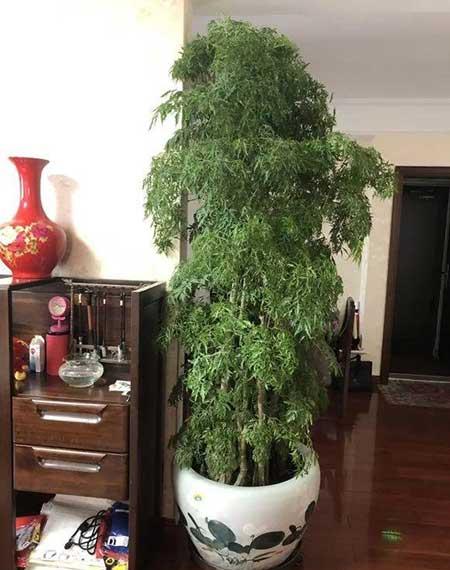 客廳養(yǎng)綠植