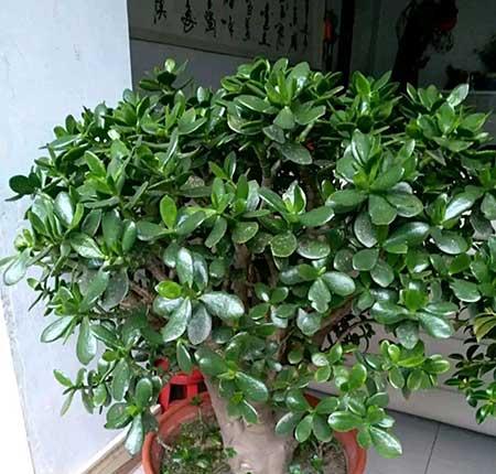 客廳里應(yīng)該養(yǎng)什么花