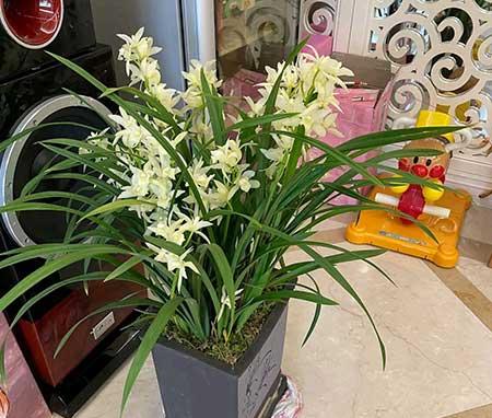 客廳里應(yīng)該養(yǎng)什么花