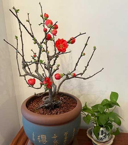 客廳里應(yīng)該養(yǎng)什么花