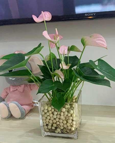 客廳里應(yīng)該養(yǎng)什么花