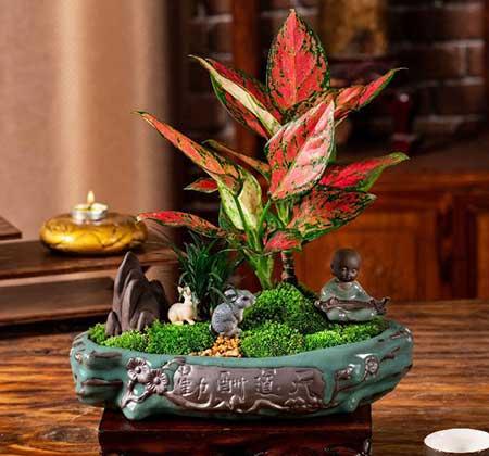 客廳里應(yīng)該養(yǎng)什么花