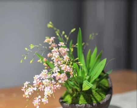 客廳里應(yīng)該養(yǎng)什么花