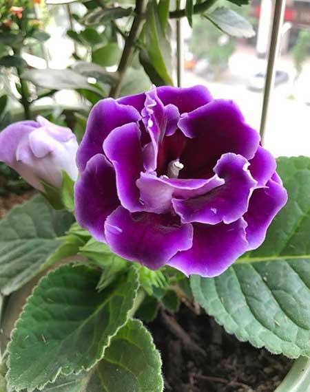 客廳里應(yīng)該養(yǎng)什么花
