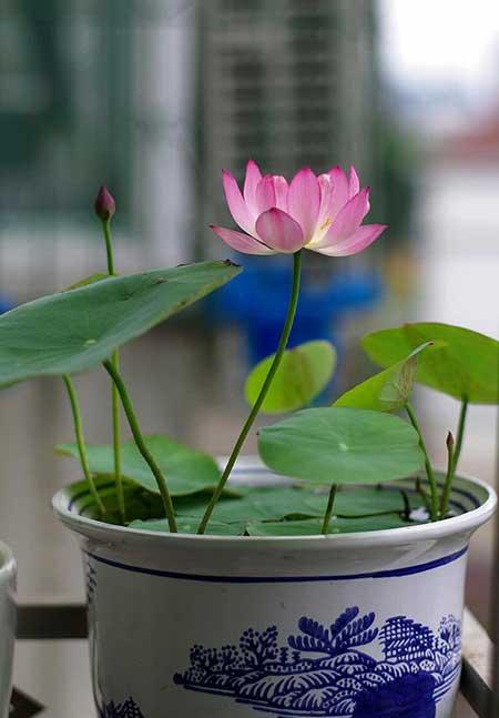 客廳里應(yīng)該養(yǎng)什么花