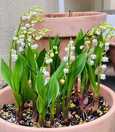 客廳里應(yīng)該養(yǎng)什么花