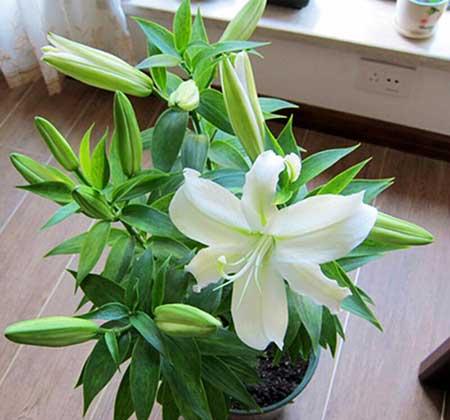 客廳里應(yīng)該養(yǎng)什么花