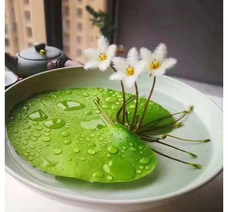 客廳里應(yīng)該養(yǎng)什么花
