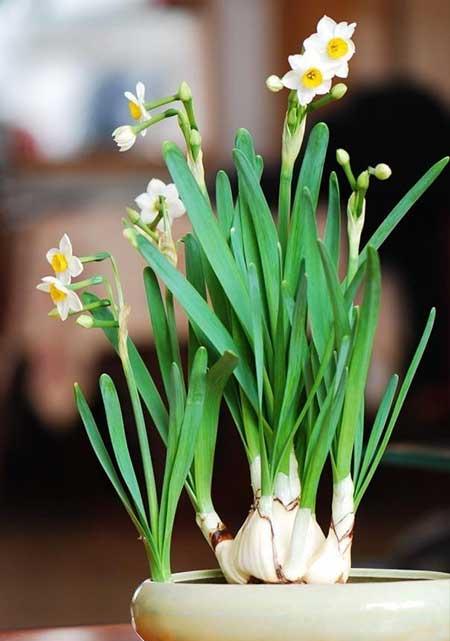 客廳里應(yīng)該養(yǎng)什么花