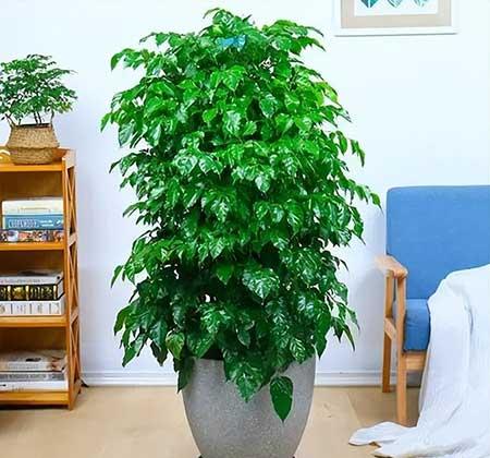 客廳好養(yǎng)活的花