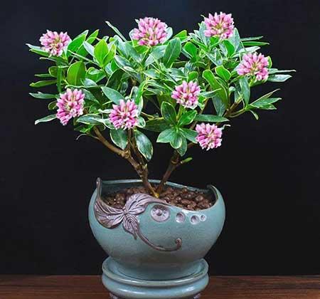 客廳好養(yǎng)活的花