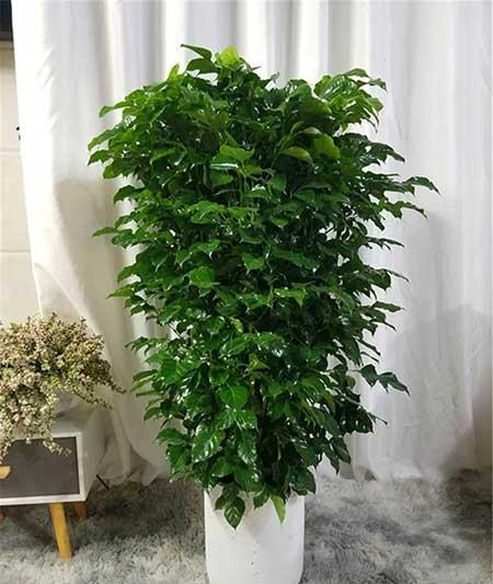 客廳好養(yǎng)活的花