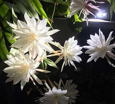 客廳窗臺適合養(yǎng)什么花
