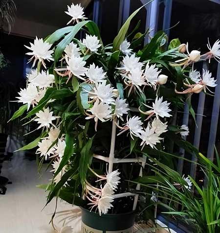 客廳窗臺適合養(yǎng)什么花