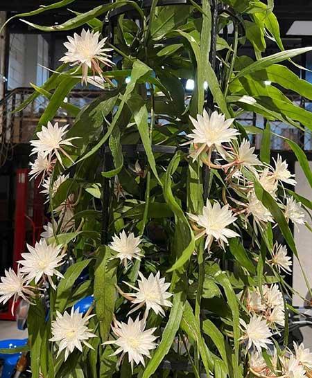 客廳窗臺適合養(yǎng)什么花