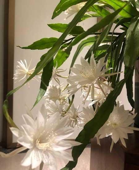 客廳窗臺適合養(yǎng)什么花