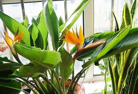 客廳窗臺適合養(yǎng)什么花