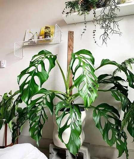 客廳窗臺適合養(yǎng)什么花