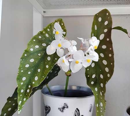 客廳窗臺適合養(yǎng)什么花