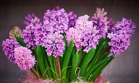 客廳不能養(yǎng)什么花