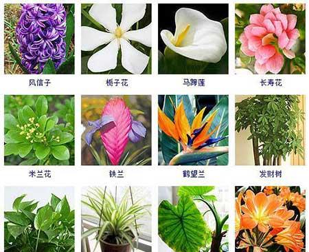 可以在水里面養(yǎng)的植物