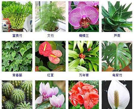 可以在水里面養(yǎng)的植物