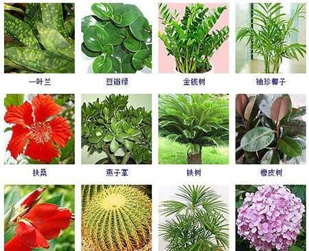 可以在水里面養(yǎng)的植物
