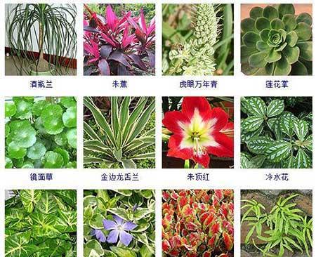 可以在水里面養(yǎng)的植物