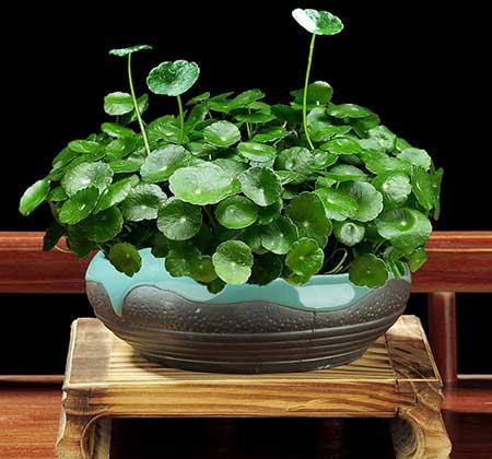 家養(yǎng)的綠植有哪些