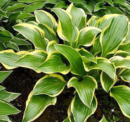 家養(yǎng)的綠植有哪些