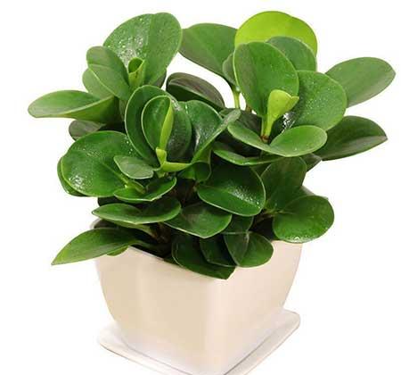 家養(yǎng)的綠植有哪些
