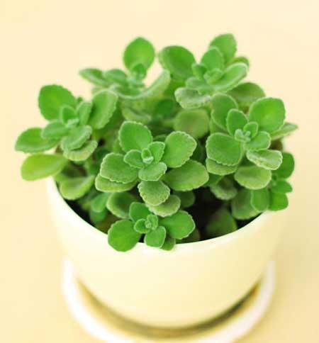 家養(yǎng)的綠植有哪些
