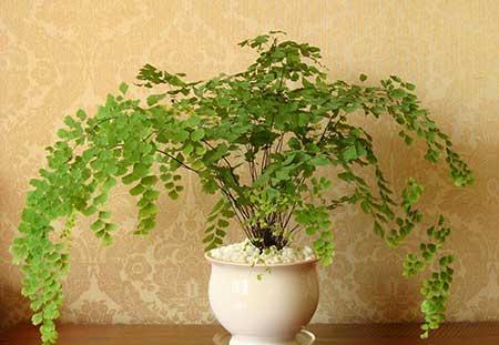 家養(yǎng)的綠植有哪些