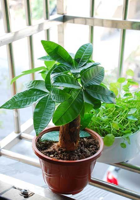家養(yǎng)的綠植有哪些