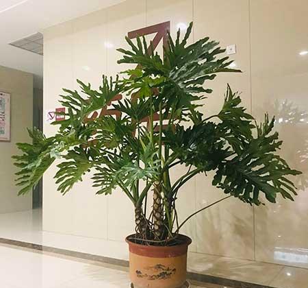 家養(yǎng)的綠植有哪些