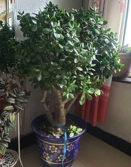 家養(yǎng)的綠植有哪些